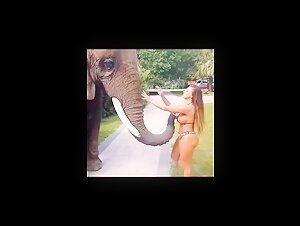 elephant