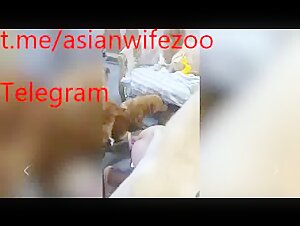 chinese wife love dogs